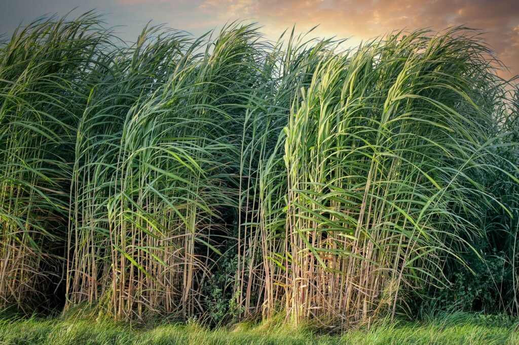 sugarcane, crops, cropland, farm, farmland, agriculture, field, landscape, nature, windy, rural, countryside, sugarcane, sugarcane, sugarcane, sugarcane, sugarcane-5525004.jpg